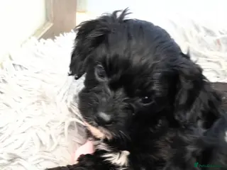 Cavapoo dogs Unique🌈Litter F1 Cavapoo's Health Tested - Advert 15