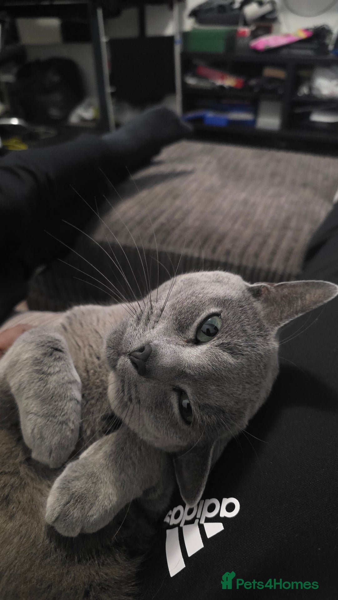 Russian Blue cats for sale: Adorable Russian Blue - Advert 9