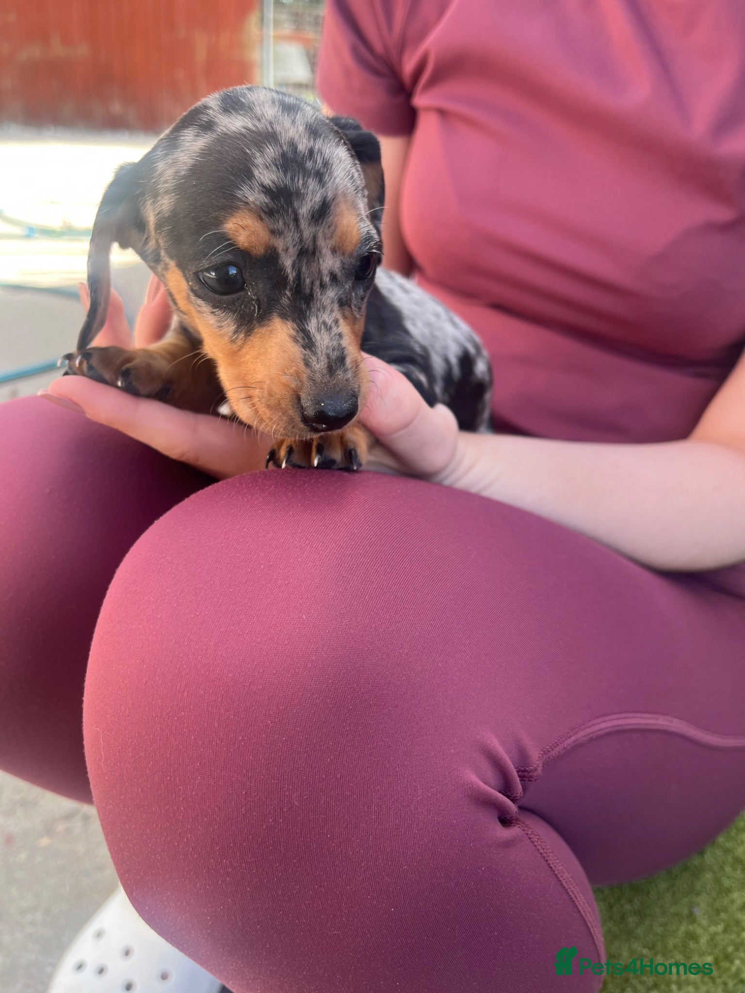 Miniature Dachshund dogs 4 Miniature Dachshund  - Advert 6