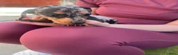 Miniature Dachshund dogs for sale: Miniature Dachshund  - Advert 14