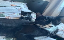 Mixed Breed cats for sale: Female kittens for sale - Image 5