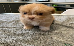 Shih Tzu dogs for sale: Shih Tzu puppies ready 27 th August  - Image 7