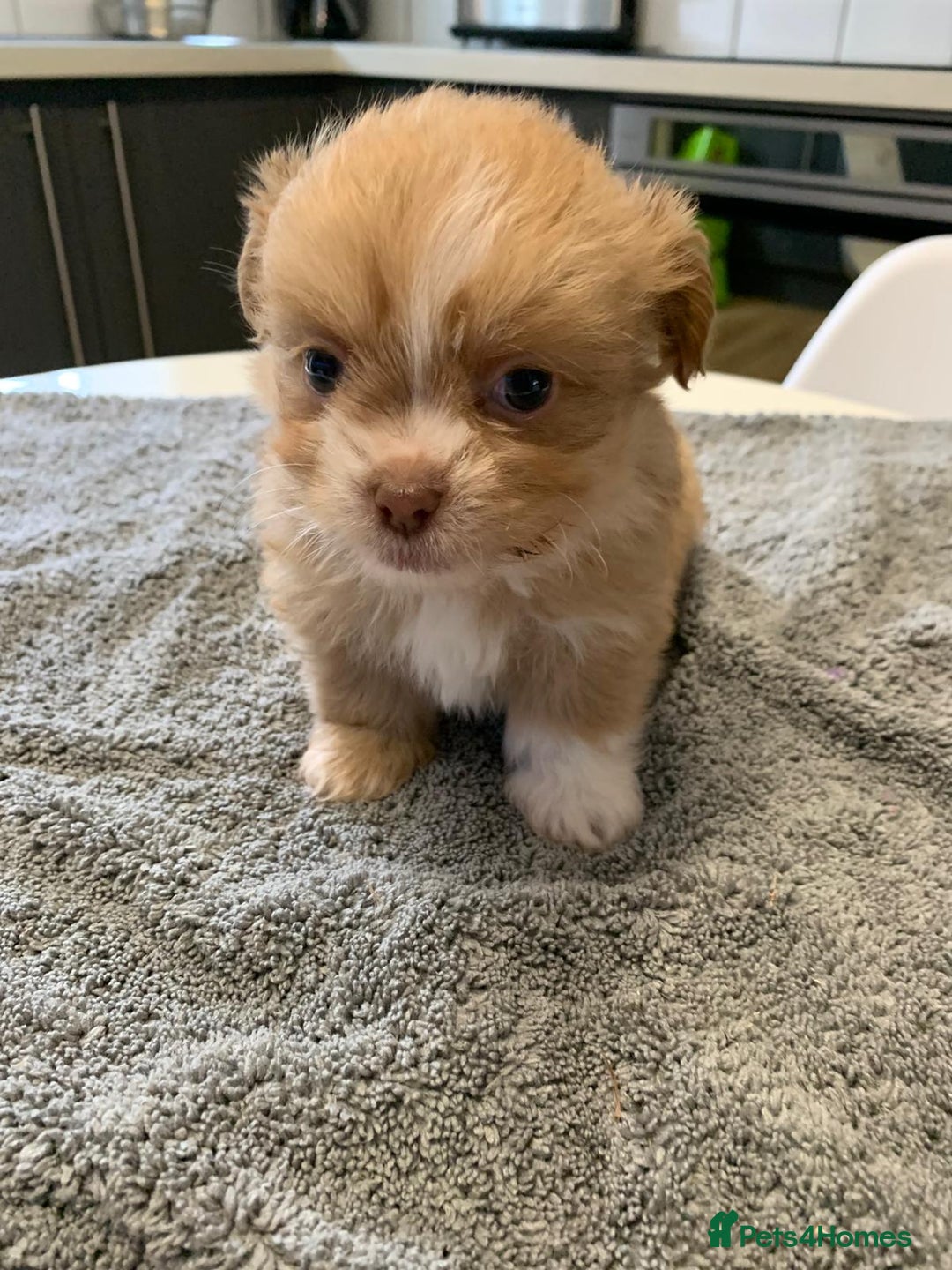 Shih Tzu dogs for sale: Shih Tzu puppies ready 27 th August  - Image 7
