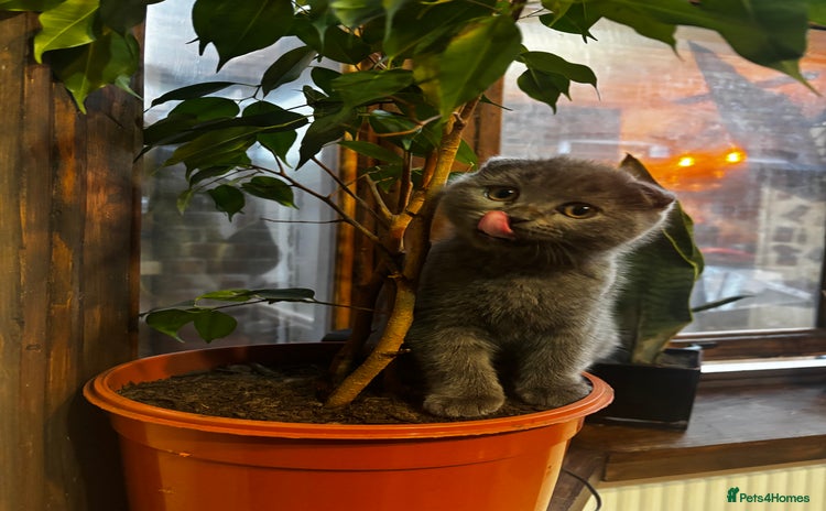 Scottish Fold cats - Advert 6