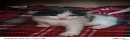 Khao Manee cats for sale: Beautiful kittens - Advert 1