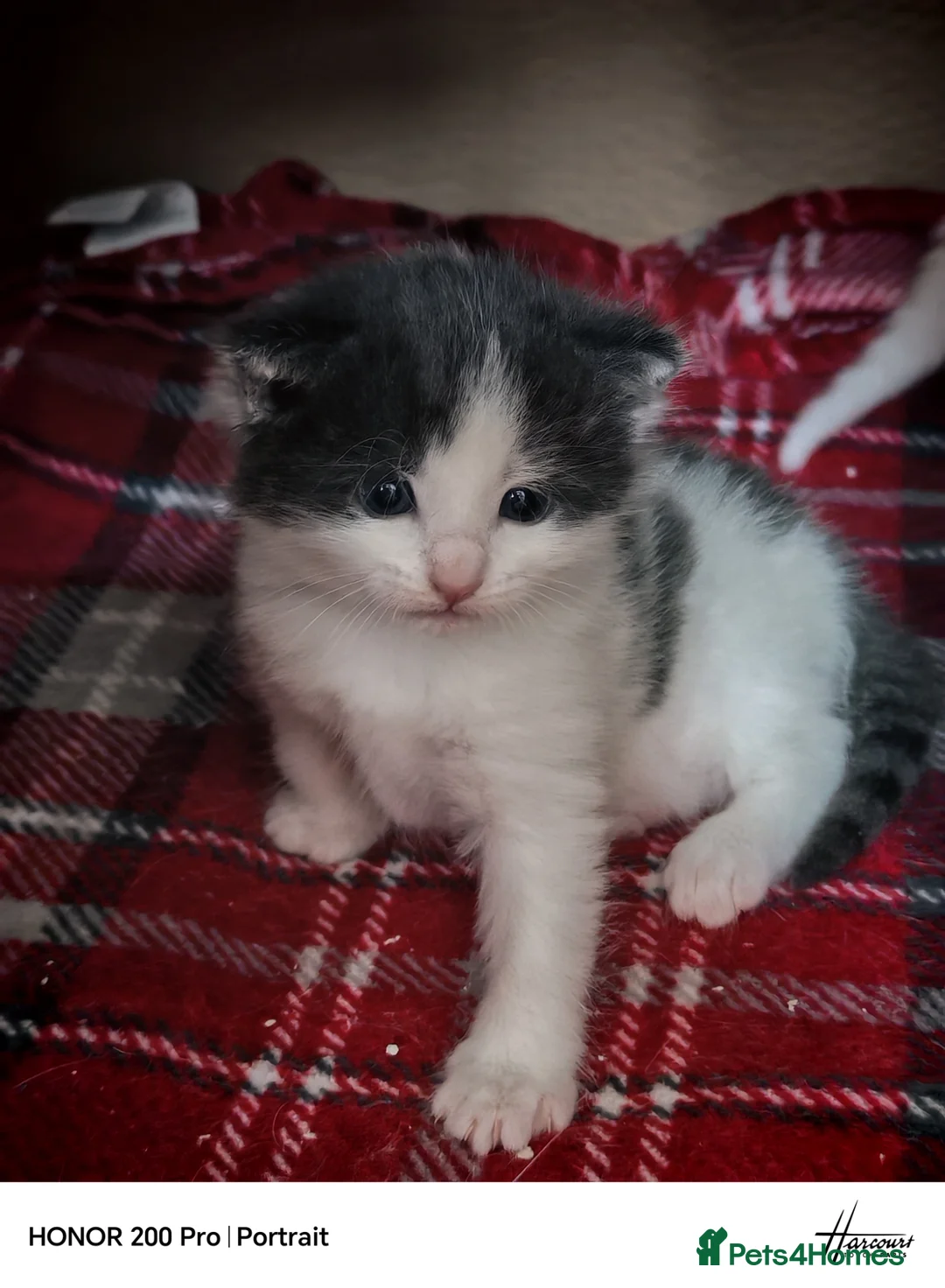 Khao Manee cats for sale: Beautiful kittens - Advert 1