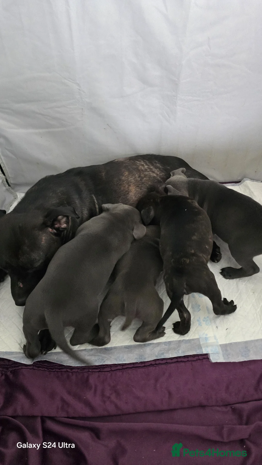 Staffordshire Bull Terrier dogs for sale:  Tracy - Advert 2