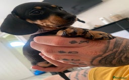 Dachshund dogs for sale: Dachshund puppies for sale  - Image 10