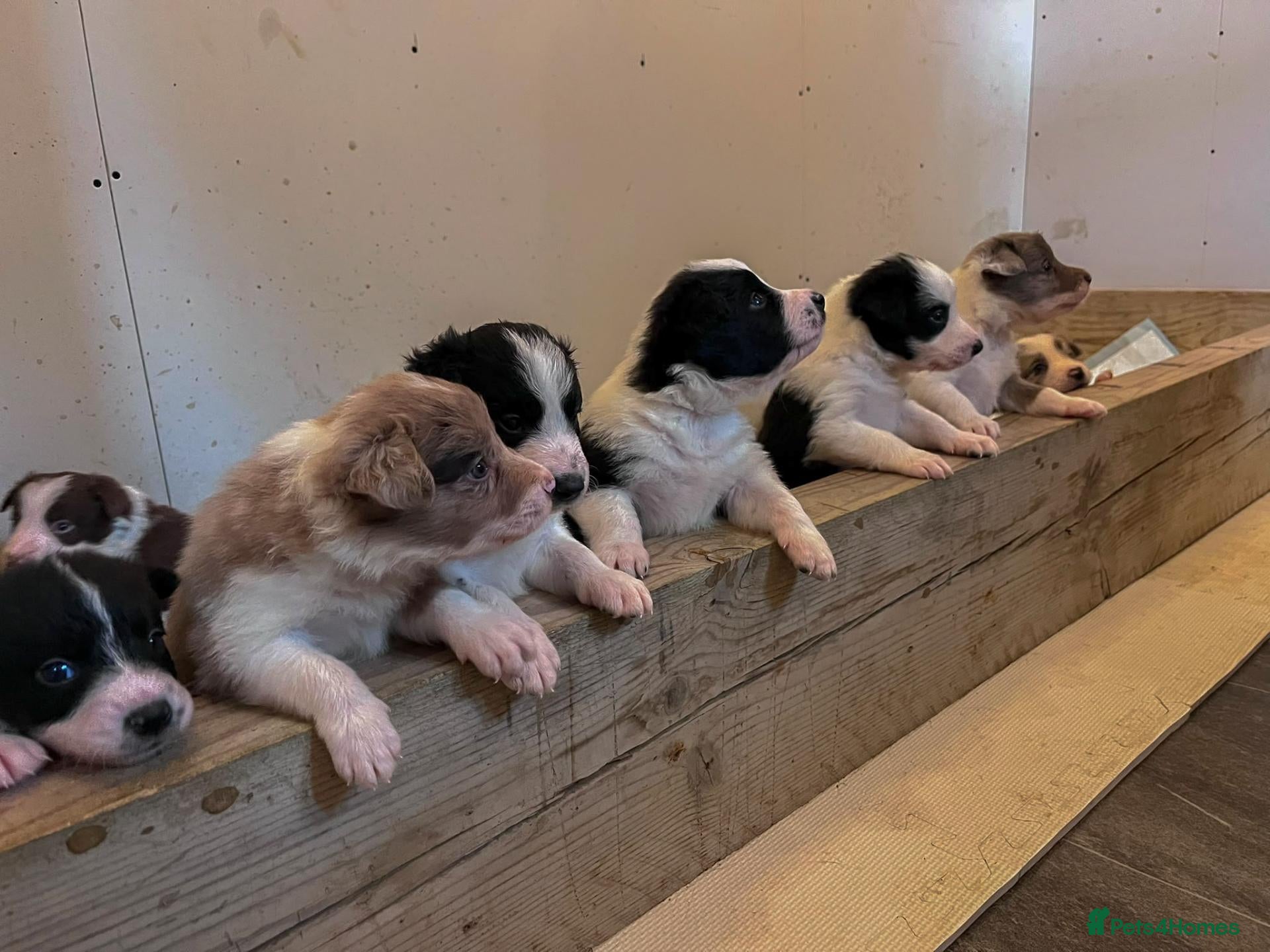 Border Collie dogs Border Collie Pups - Advert 6