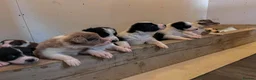 Border Collie dogs for sale: Border Collie Pups - Advert 1
