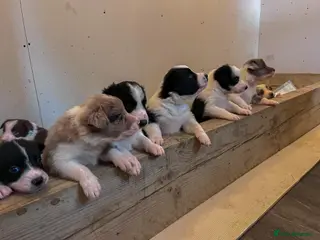 Border Collie dogs Border Collie Pups - Advert 6