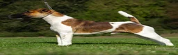 Fox Terrier dogs for sale: Ally  in Cumnock - Advert 1