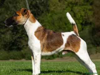Fox Terrier dogs Ally - Advert 15