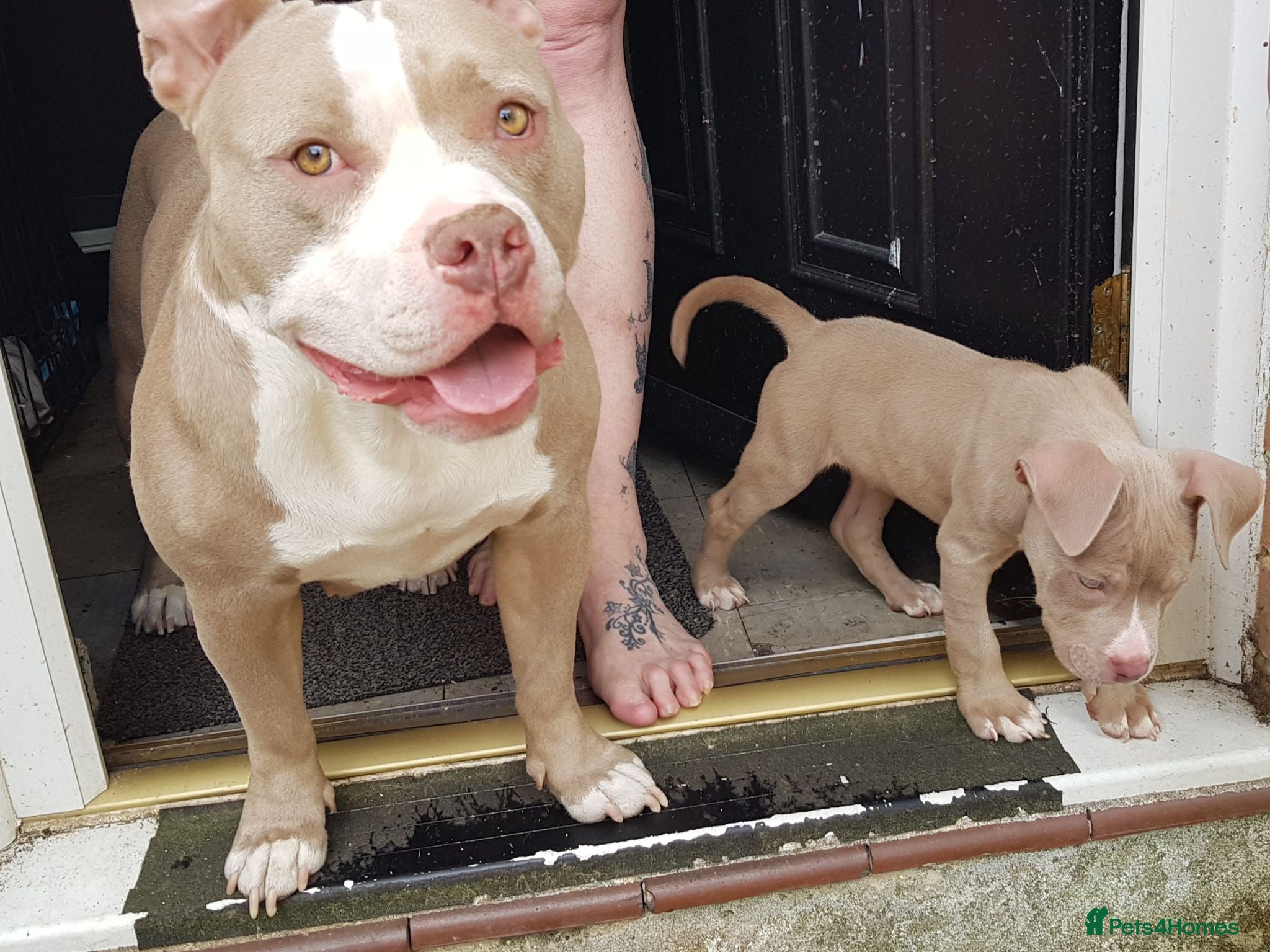 American Bully dogs American pocket bully puppies - Advert 14