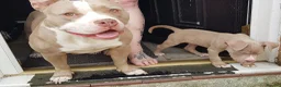 American Bully dogs for sale: American pocket bully puppies - Advert 1