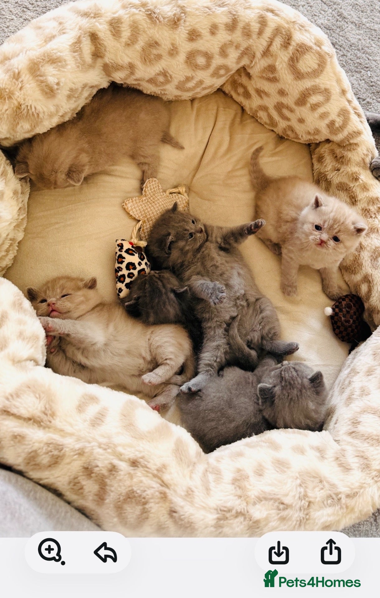 British Shorthair cats REDUCED DUE TO HOLIDAY, Golden & Blue BSH Kittens - Advert 1