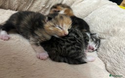 Bengal cats for sale: Rare Bengal Breed In White and Grey Ginger - Image 2