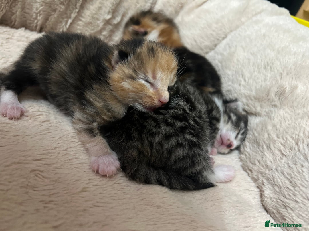 Bengal cats for sale: Rare Bengal Breed In White and Grey Ginger - Image 2