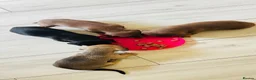 Dachshund dogs for sale: Miniature dachshunds in Derby - Advert 7
