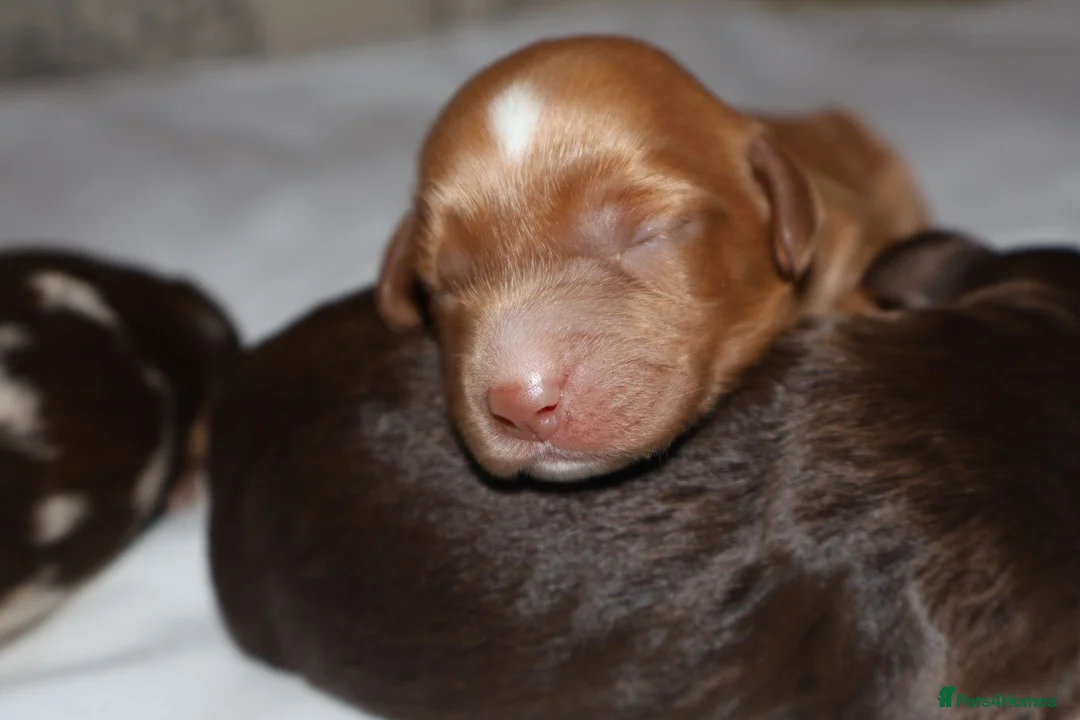 Cockapoo dogs for sale: Exceptional cockapoo puppies  - Advert 13