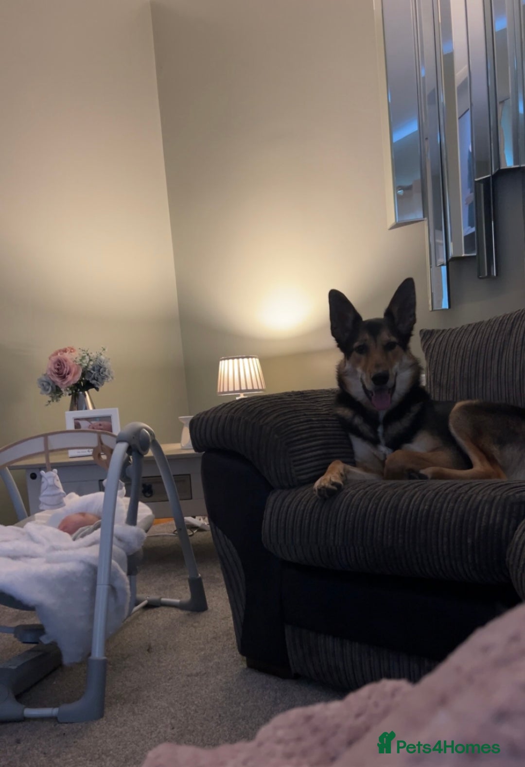 Mixed Breed dogs for sale: German Shephard x Collie - Image 14