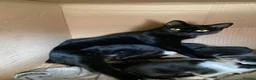 Mixed Breed cats for sale: Black and white female still available  - Advert 7