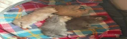 Persian cats for sale: Gorgeous persian kittens - Advert 9