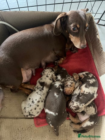 Miniature Dachshund dogs Miniature dachshunds - Advert 2