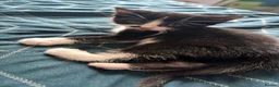 Mixed Breed cats for sale: MIXED BREED KITTEN  - Advert 4