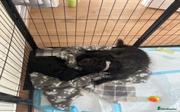 Mixed Breed dogs for sale: Pugcockapoo - Image 6