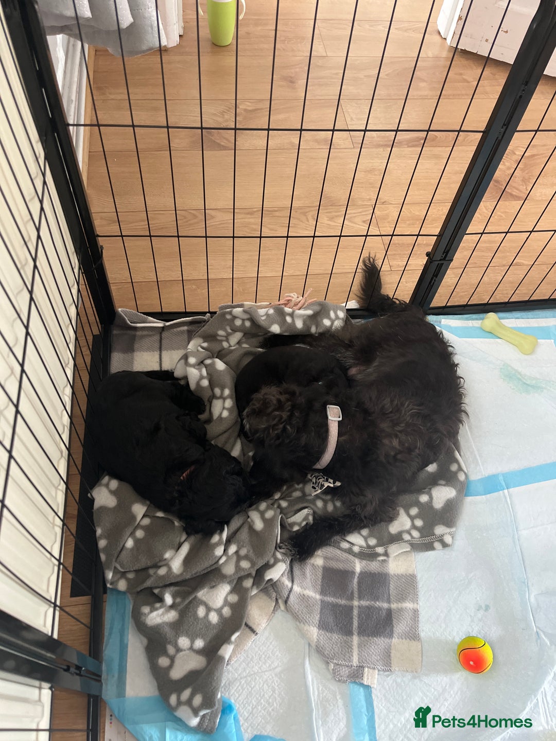 Mixed Breed dogs for sale: Pugcockapoo - Image 6