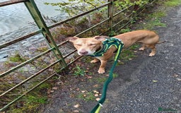 Mixed Breed dogs for sale: Gorgeous 1yr old male Cross - Advert 10