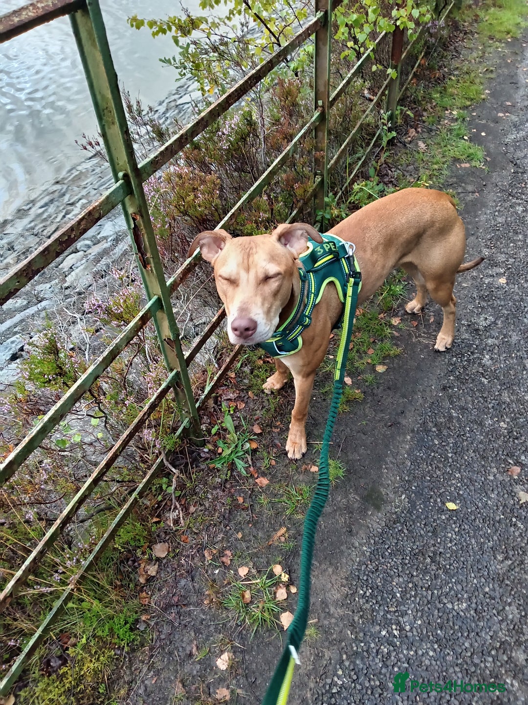 Mixed Breed dogs for sale: Gorgeous 1yr old male Cross - Advert 10