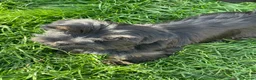 Yorkshire Terrier dogs for sale: Gorgeous Yorkshire Terrier Biewer Puppies - Advert 9