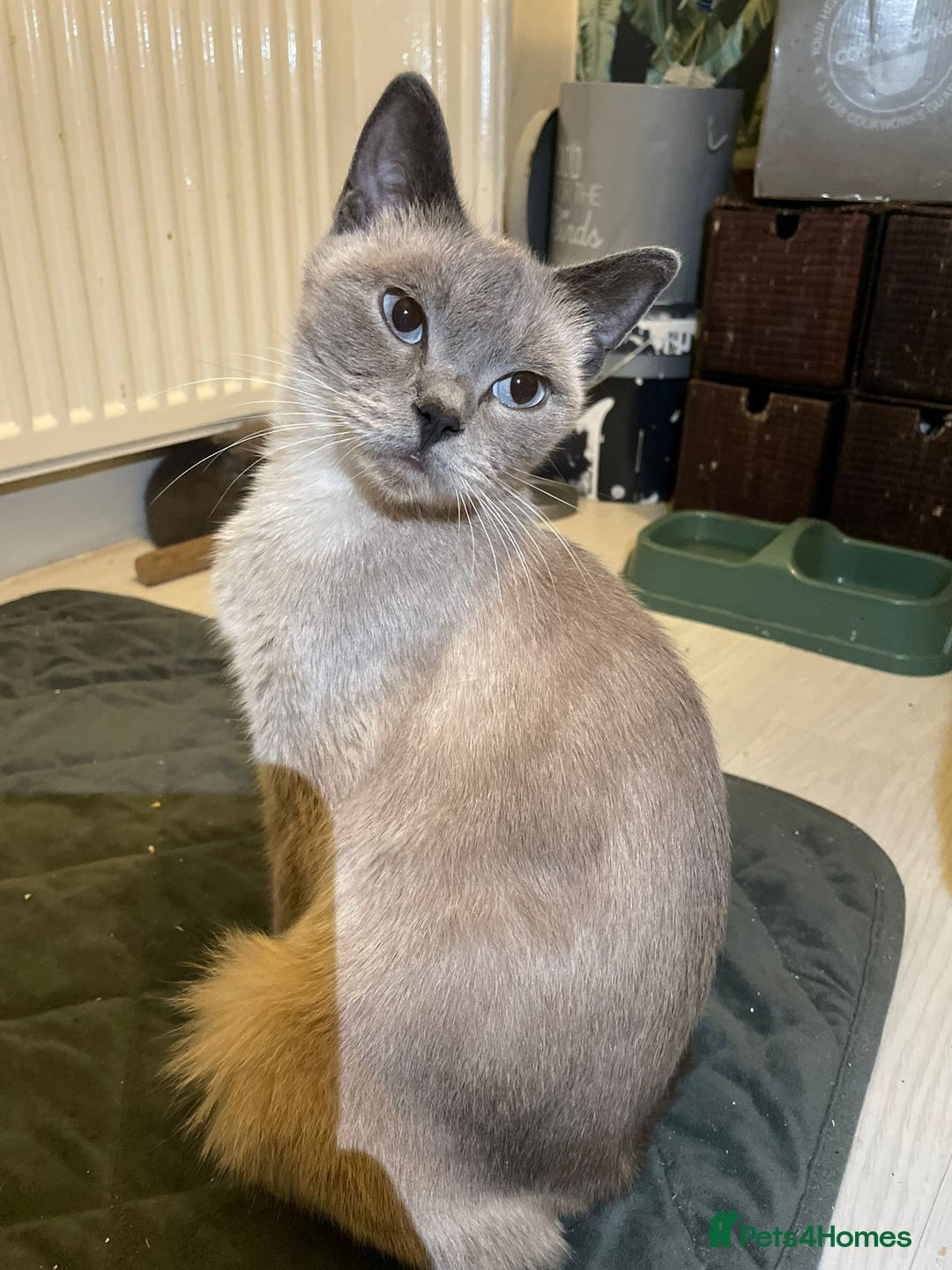 British Shorthair cats for sale: British shorthair kittens - Image 11