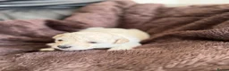 Poochon dogs for sale: Outstanding F1 health tested puppies - Advert 34