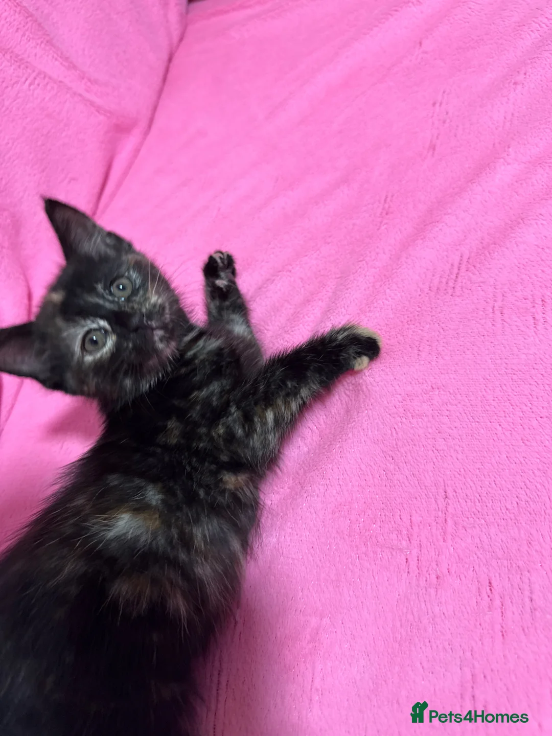 Mixed Breed cats for sale: 5 very pretty and beautiful kittnes - Advert 2