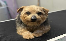 Norfolk Terrier dogs for sale: KC Norfolk Terrier  - Advert 2