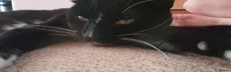 Bombay cats for sale: Tyrion (Miniature Tuxedo x Bombay) - Advert 12