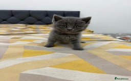 British Shorthair cats for sale: British short hair  - Image 7