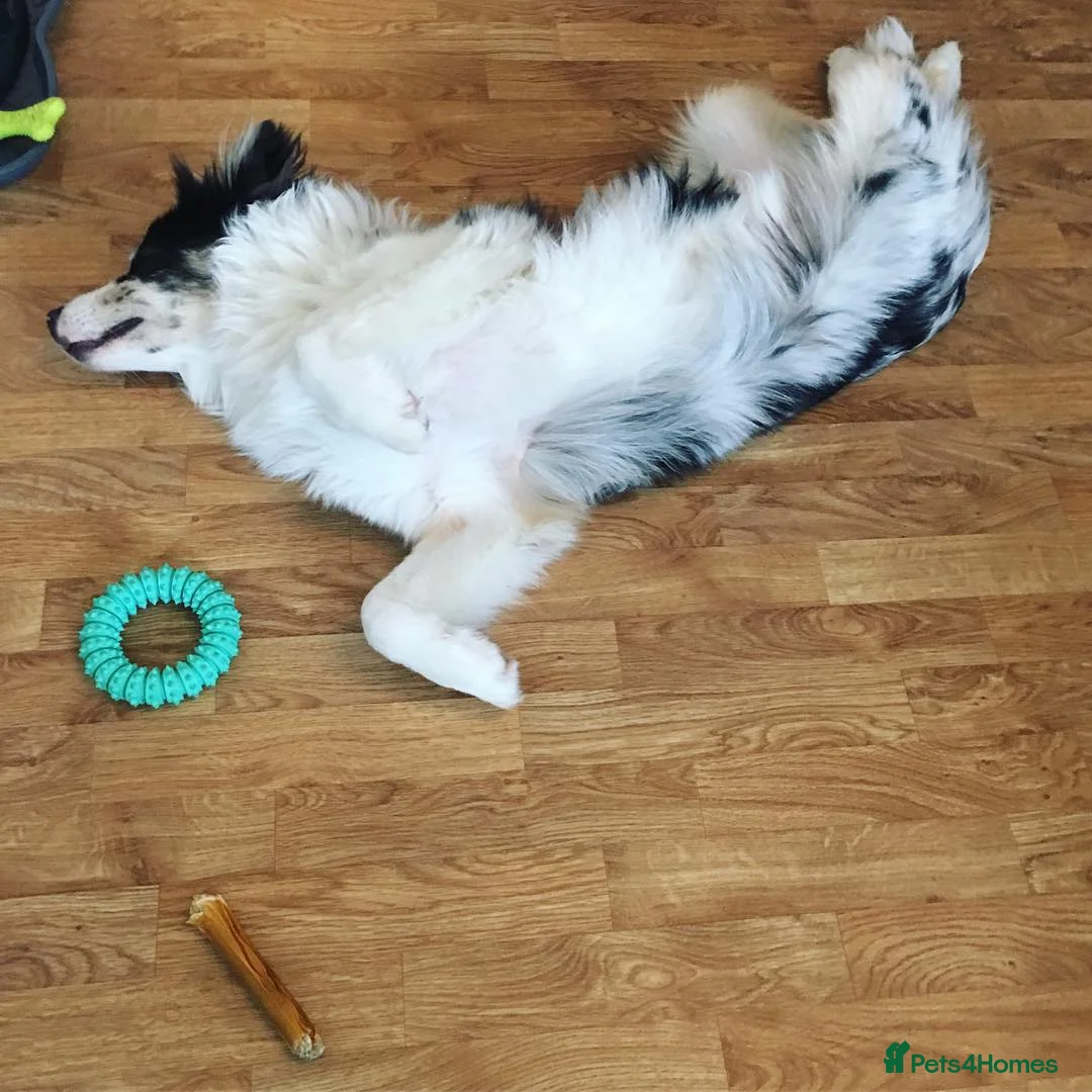 Australian Shepherd dogs for sale: Australian Shepherd For A New Home in Glasgow - Advert 2
