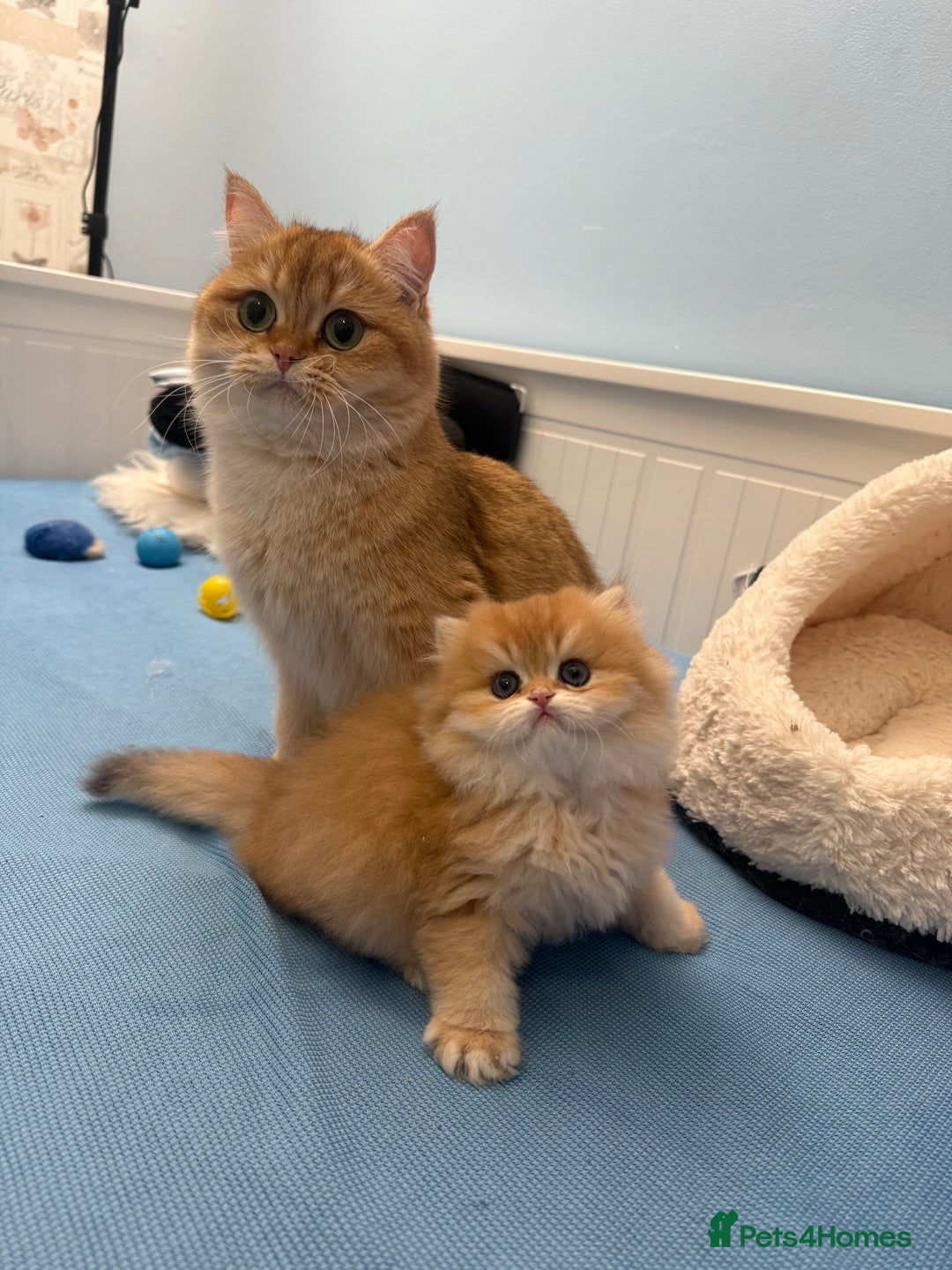 British Longhair cats for sale: ✨ Exquisite Golden Longhair Kitten ✨ - Advert 3