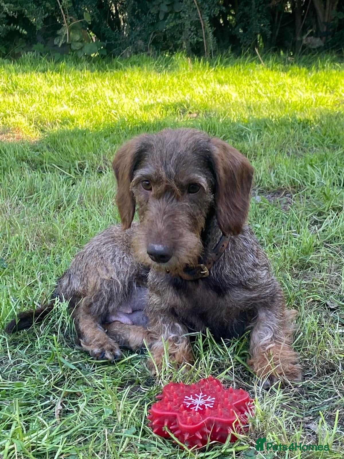 Dachshund dogs for sale: Wire haired Teckel puppies for sale  - Advert 1