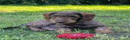 Dachshund dogs for sale: Wire haired Teckel puppies for sale  - Advert 1