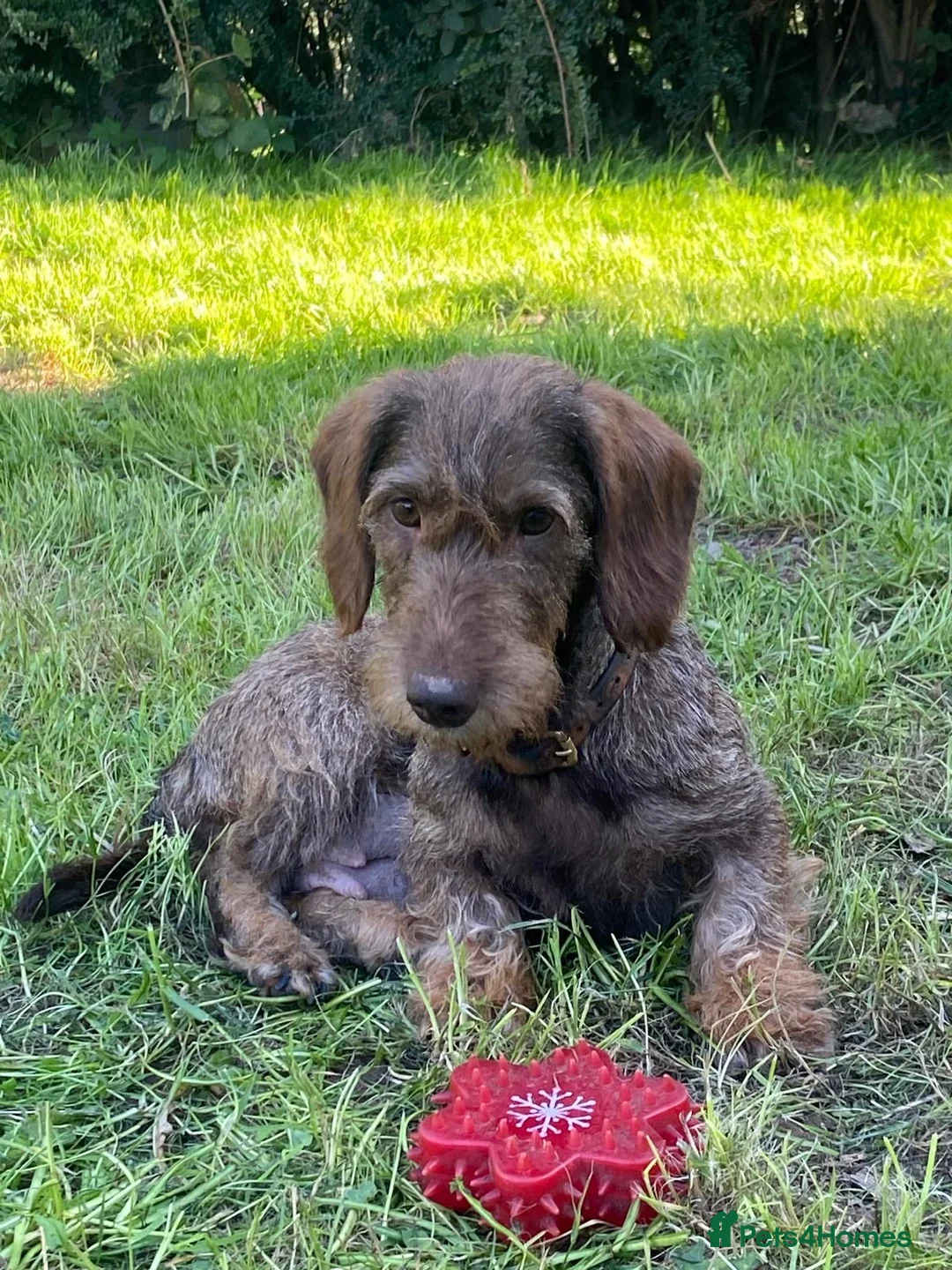 Dachshund dogs for sale: Wire haired Teckel puppies for sale  - Advert 1