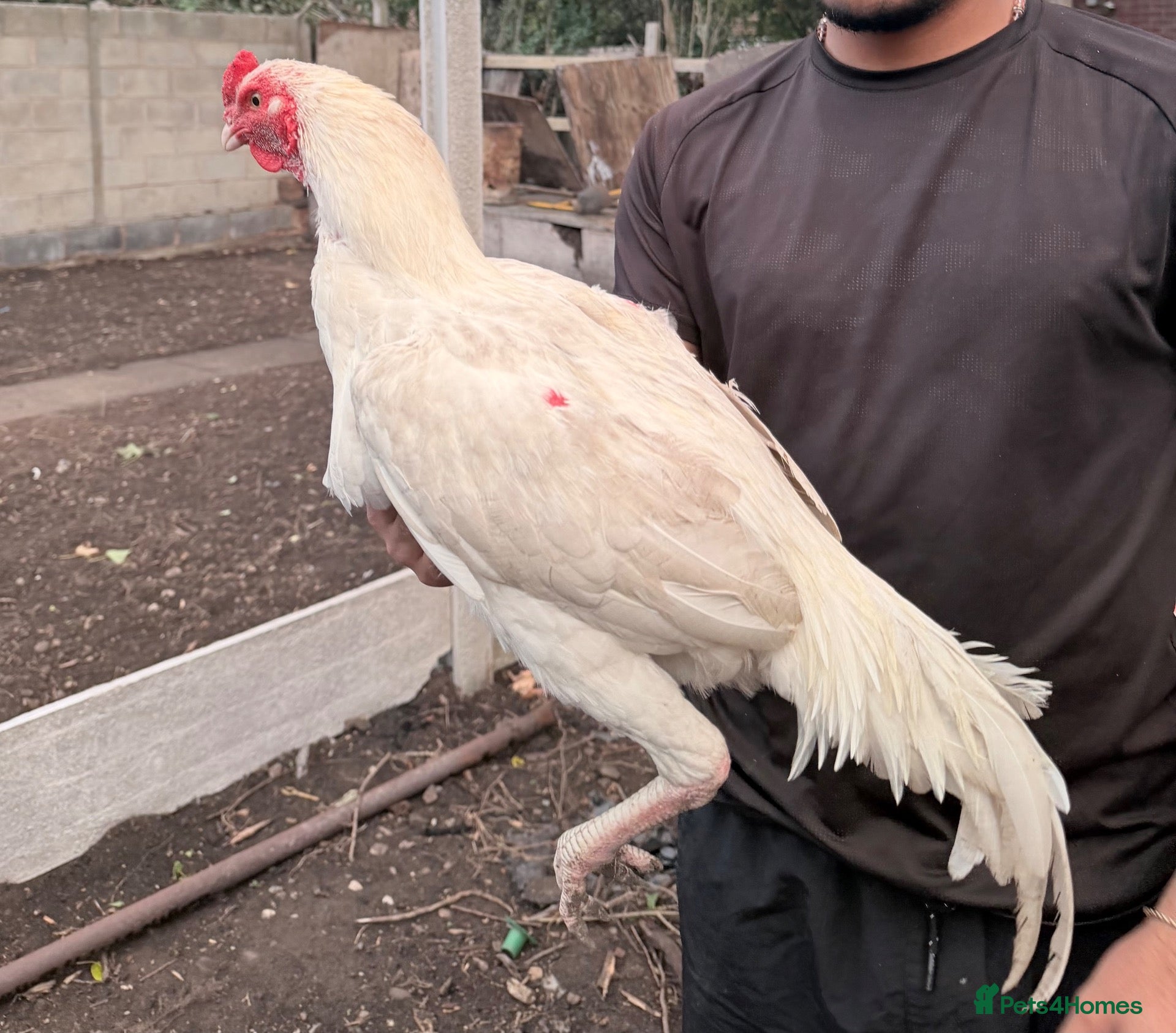 Chickens poultry Shamo male - Advert 2
