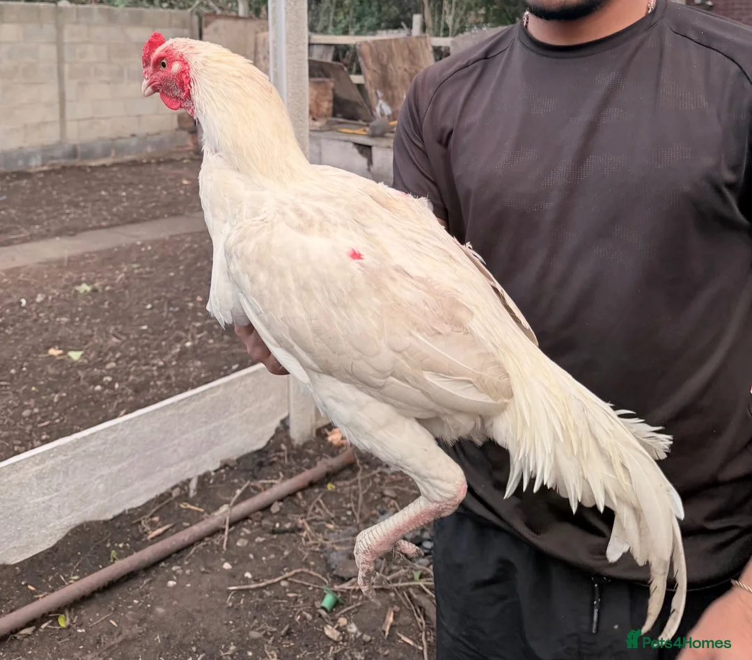 Chickens poultry for sale: Shamo male - Advert 1