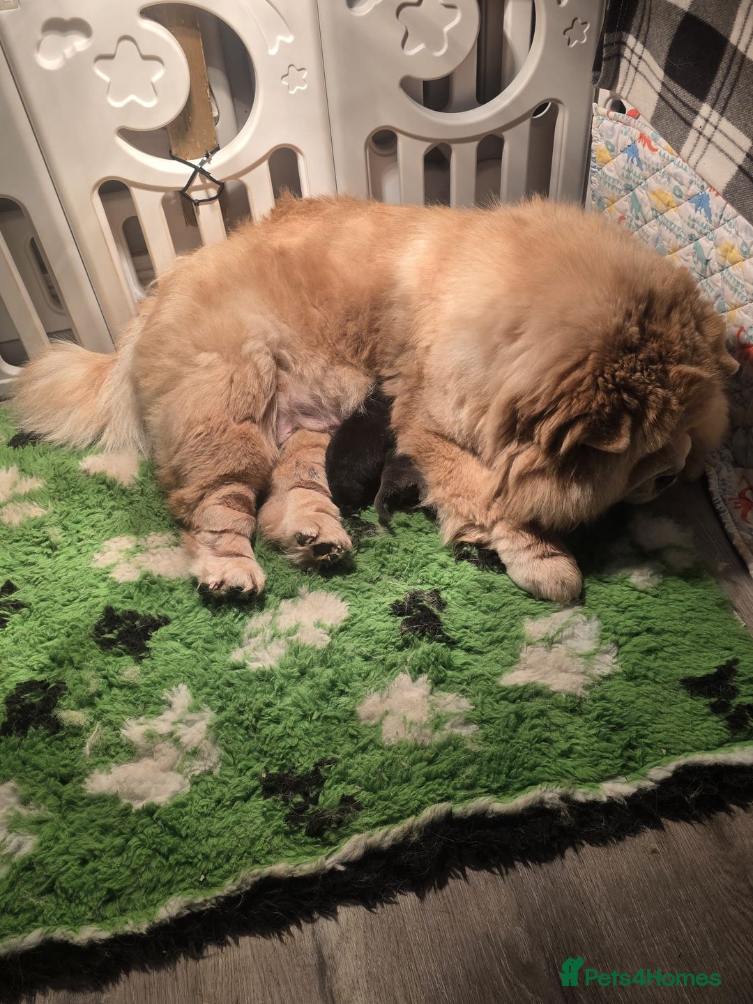 Chow Chow dogs for sale: Beautiful Bear cub CHOW CHOW pups 🐶  - Advert 2