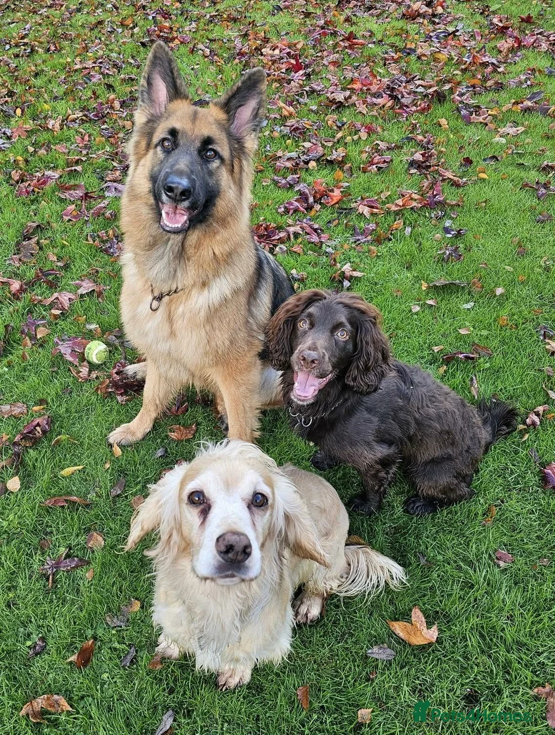 German Shepherd dogs for sale: Lovable 2.5year old German Shepherd - Advert 4