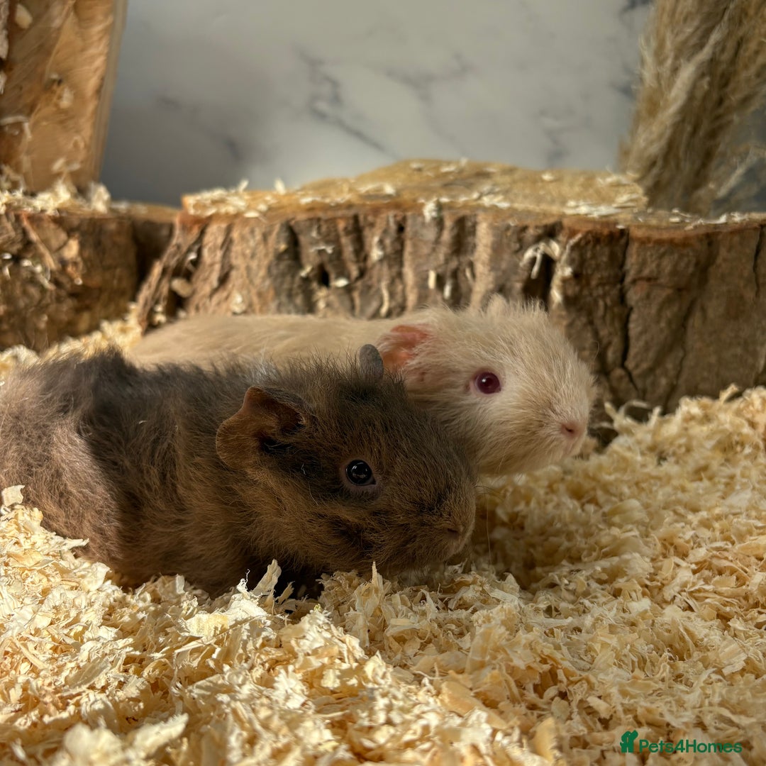 Guinea Pig rodents for sale: Multiple Baby Girls available 💗  - Image 6